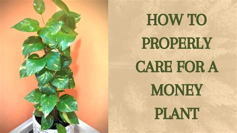 moneyplant777.com|How to care for a money plant .